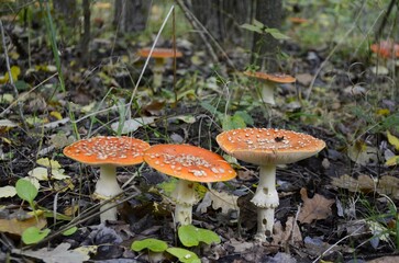 Three Amanita muscaria grows in the forest.
