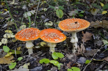 Three Amanita muscaria grows in the forest.
