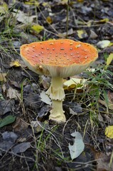 An old fly agaric grows in the forest.