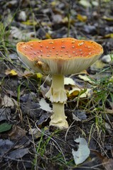 An old fly agaric grows in the forest.