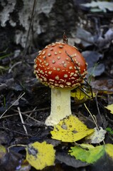 A young poisonous fly agaric grows in the forest.