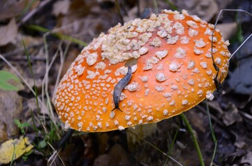 An old fly agaric with Slug on it grows in the forest.