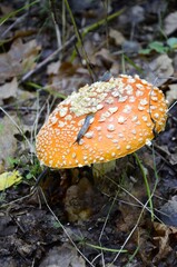An old fly agaric with Slug on it grows in the forest.