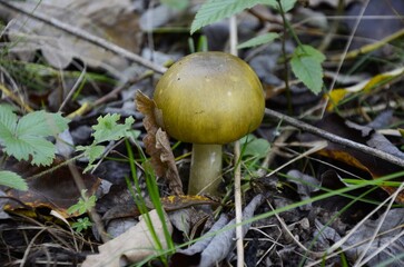 Young Amanita phalloides growing in the autumn forest