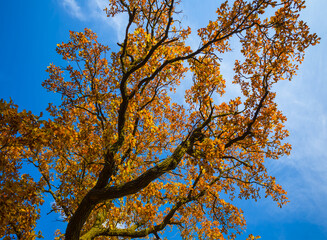 closeup red dry autumn tree on the blue sky background