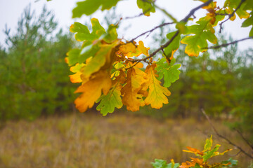 closeup red dry oak tree branch in the autumn forest