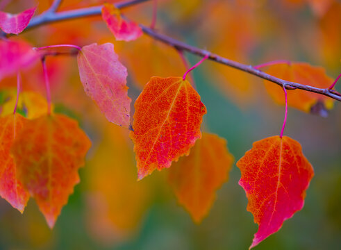 closeup red dry aspen tree branch in the autumn forest