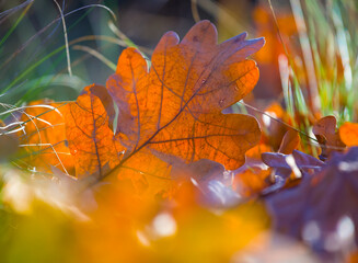 closeup red dry oak leaves on the forest glade, beautiful autumn natural background