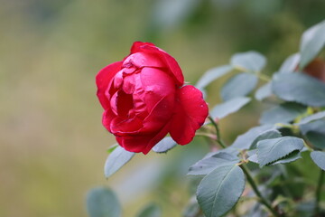 Large Red Rose Blooming on Green Branch