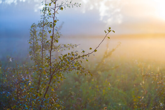 forest glade in dense mist in light of rising sun, early morning outdoor landscape
