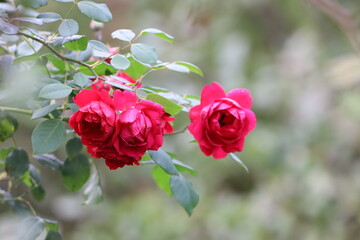 Red Rose or Hibiscus Flowers on Branch