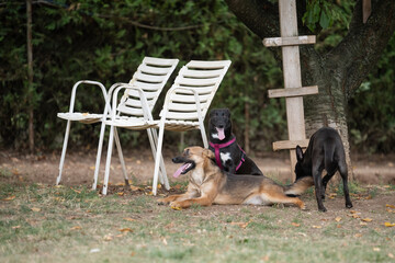 Foster dogs siblings playing together  at their foster home backyard