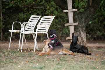 Foster dogs siblings playing together  at their foster home backyard