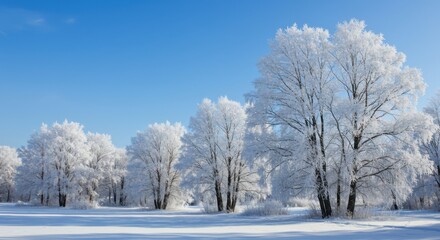 Obraz premium Snow-covered trees stand in a winter landscape under a clear blue sky. The scene is serene and captures the beauty of a snowy day.