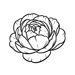 Obraz premium Elegant peony flower drawing with intricate petal details in black and white.