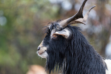 Fototapeta premium A side-profile of a long-haired goat with curved horns stands against a softly blurred natural backdrop.