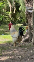 gallo