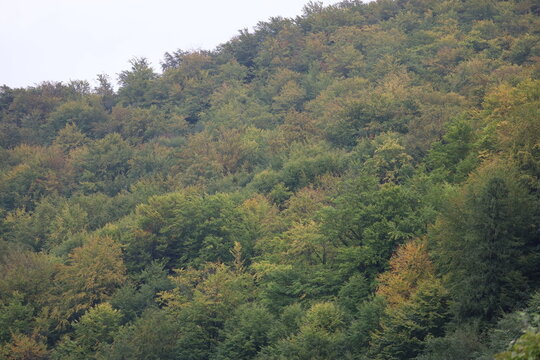 Misty Autumn Mixed Forest Landscape