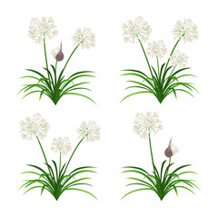 Set white agapanthus (African Lily) flower with green leaves