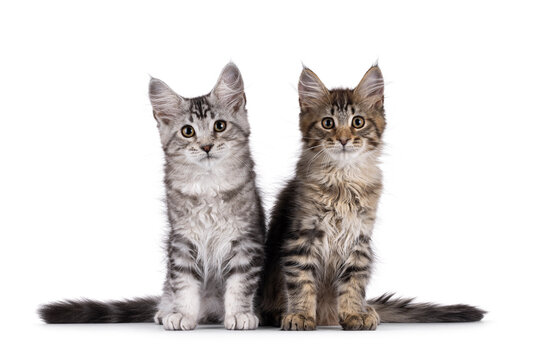 Two Maine Coon cat kittens sitting together facing front. Looking straight to camera. Isolated on a white background - Powered by Adobe