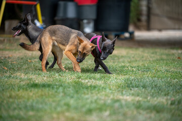 Foster dogs siblings playing together  at their foster home backyard