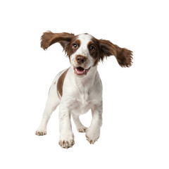 Cheerful Springer Spaniel puppy bounding forward with floppy ears, radiating joy and playful energy, ideal for pet-related promotions or heartwarming content