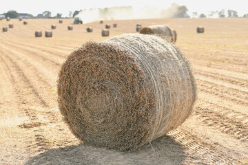 A bale of dry flax on the field