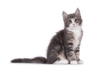 Maine Coon polydactyl cat kitten sitting up side ways, showing tail. Looking straight to camera. Isolated on a white background