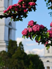 A beautiful close-up of vibrant pink hawthorn blossoms (Crataegus) in full bloom during spring, set against a bright blue sky