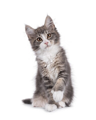 Fototapeta premium Maine Coon polydactyl cat kitten sitting up facing front, with paw lifted. Looking straight to camera. Isolated on a white background