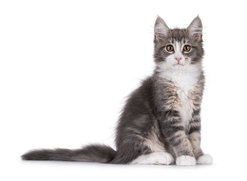 Maine Coon polydactyl cat kitten sitting up side ways, showing tail. Looking straight to camera. Isolated on a white background