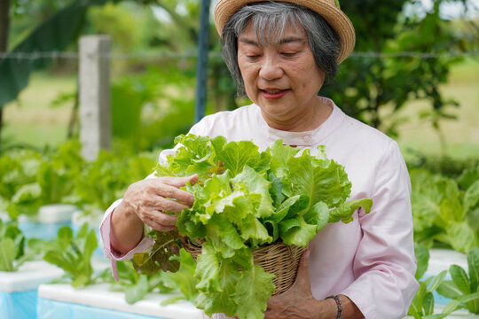 Happy senior Asian woman harvesting fresh organic homegrown vegetables in a backyard garden. Healthy and sustainable lifestyle concept.