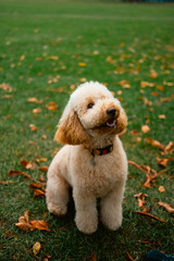 Golden Labradoodle Sitting on Autumn Grass in Park