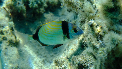 Two banded sea bream (Diplodus vulgaris) undersea, Aegean Sea, Greece, Halkidiki, Pirgos beach