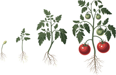 growth stages of tomato plant with roots, plant development vector illustration, agriculture concept