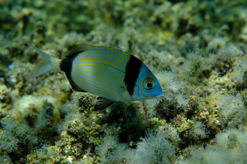 Two banded sea bream (Diplodus vulgaris) undersea, Aegean Sea, Greece, Halkidiki, Pirgos beach