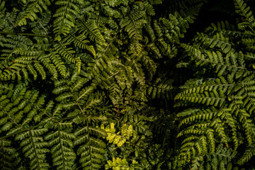 Dense Natural Pattern Created by Overlapping Green Fern Fronds