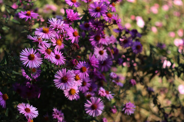 Obraz premium Pink Aster flowers in the garden on a sunny autumn day. Aster Frikarti in bloom