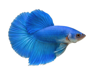 Fototapeta premium Beautiful blue betta fish, siamese fighting fish with double tail, swimming gracefully. This isolated aquarium pet showcases its vibrant fins and elegant body