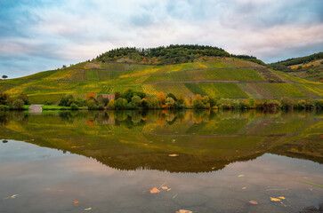 Moselle river valley, autumn season, colorful foliage, riesling wine growing on vine, vineyard landscape and agriculture in Germany