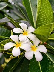 Obraz premium Champa Lao Flowers Dok Champa Flower is national Flower of Laos