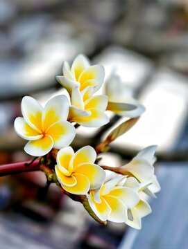 Champa Lao Flowers
Dok Champa Flower is national Flower of Laos