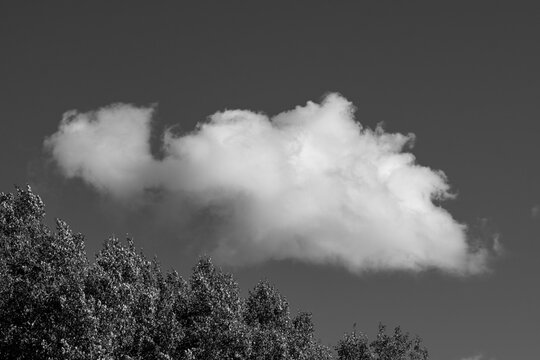 Isolated white cloud floating above tree line on the outskirts of Stockholm, minimalist composition highlighting contrast and light in a clear northern sky