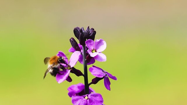Close-up of a foraging Common carder bee, Bombus pascuorum, on the violet flower of a Wallflower, Erysimum scoparium, against a hazy yellow-green background