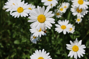Fototapeta premium a bee and daisies