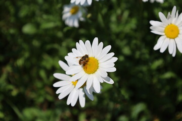 Obraz premium a bee on a flower