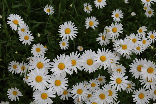 stinking chamomile