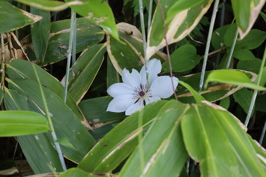 a white flower and bamboo