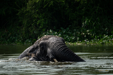Giants of the Savannah: Elephants of Queen Elizabeth National Park