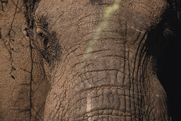Gentle Giants Roaming Uganda&rsquo;s Wild Plains
